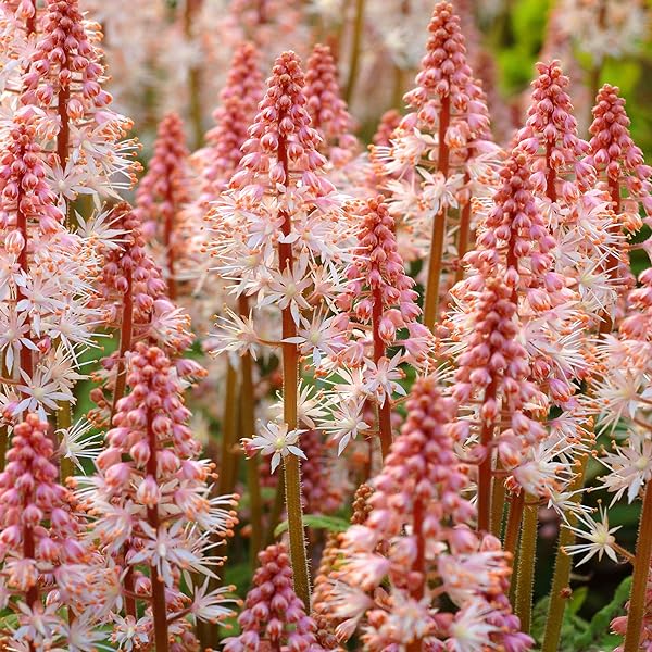 Flor de espuma cohete rosa
