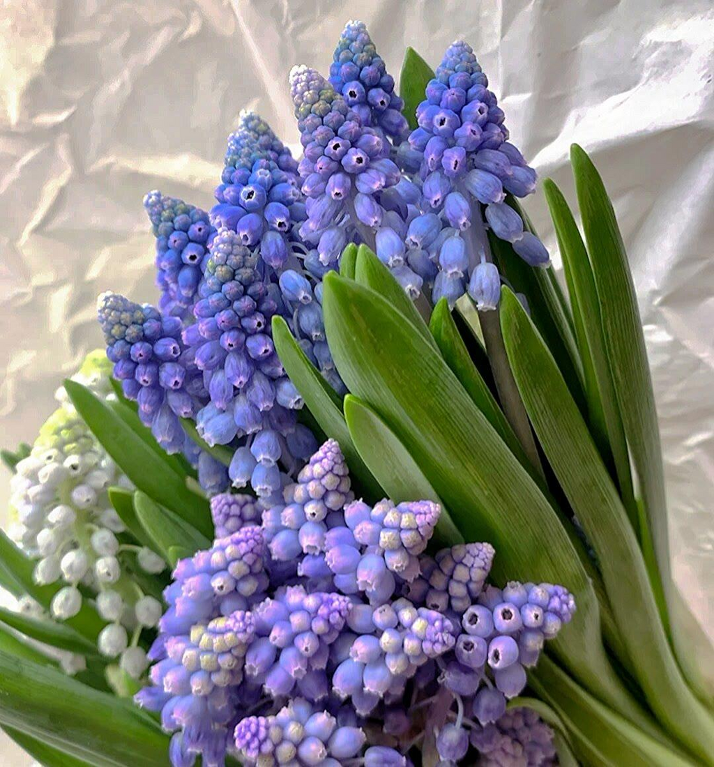 Semillas de Muscari