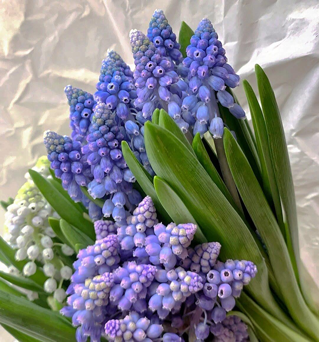 Semillas de Muscari
