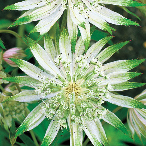Astrantia vellosa