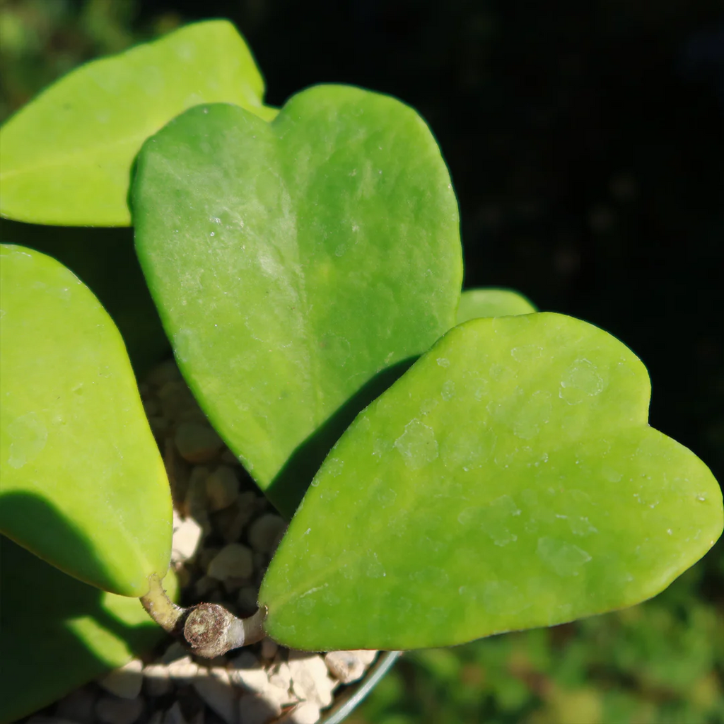 Semillas de Hoya Corazón