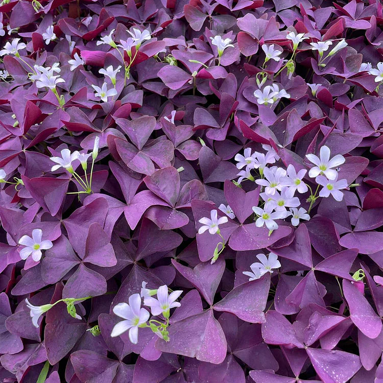 💜Bulbos de trébol de la suerte morado