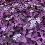 💜Bulbos de trébol de la suerte morado