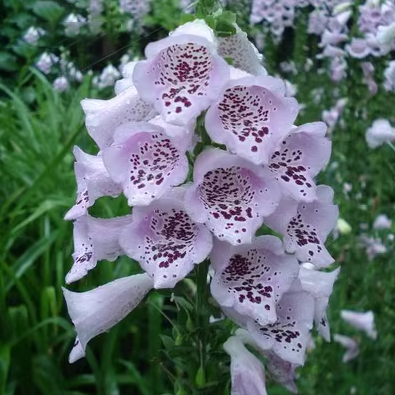 Semillas de Digitalis Purpurea