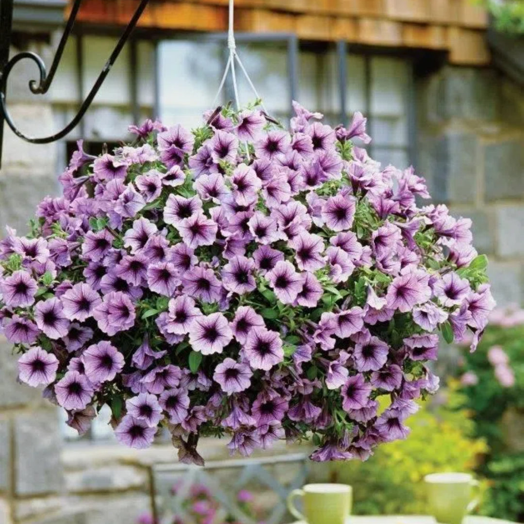 🌸Semillas de petunia