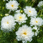 🌸Semillas de Cosmos Doble-Flor de la Felicidad