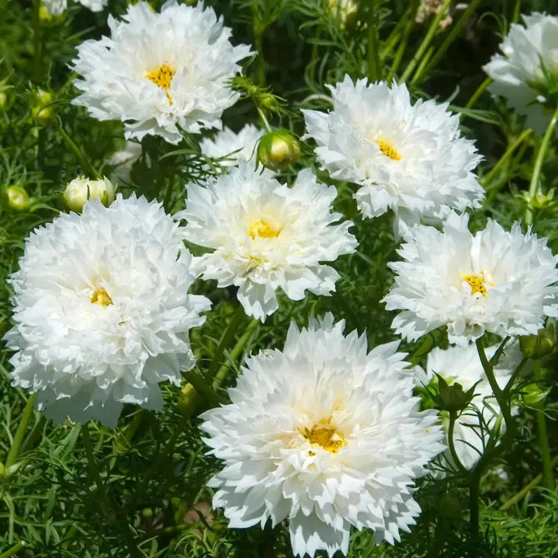 🌸Semillas de Cosmos Doble-Flor de la Felicidad