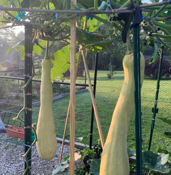 Cortar melón Sembrar semillas de melón