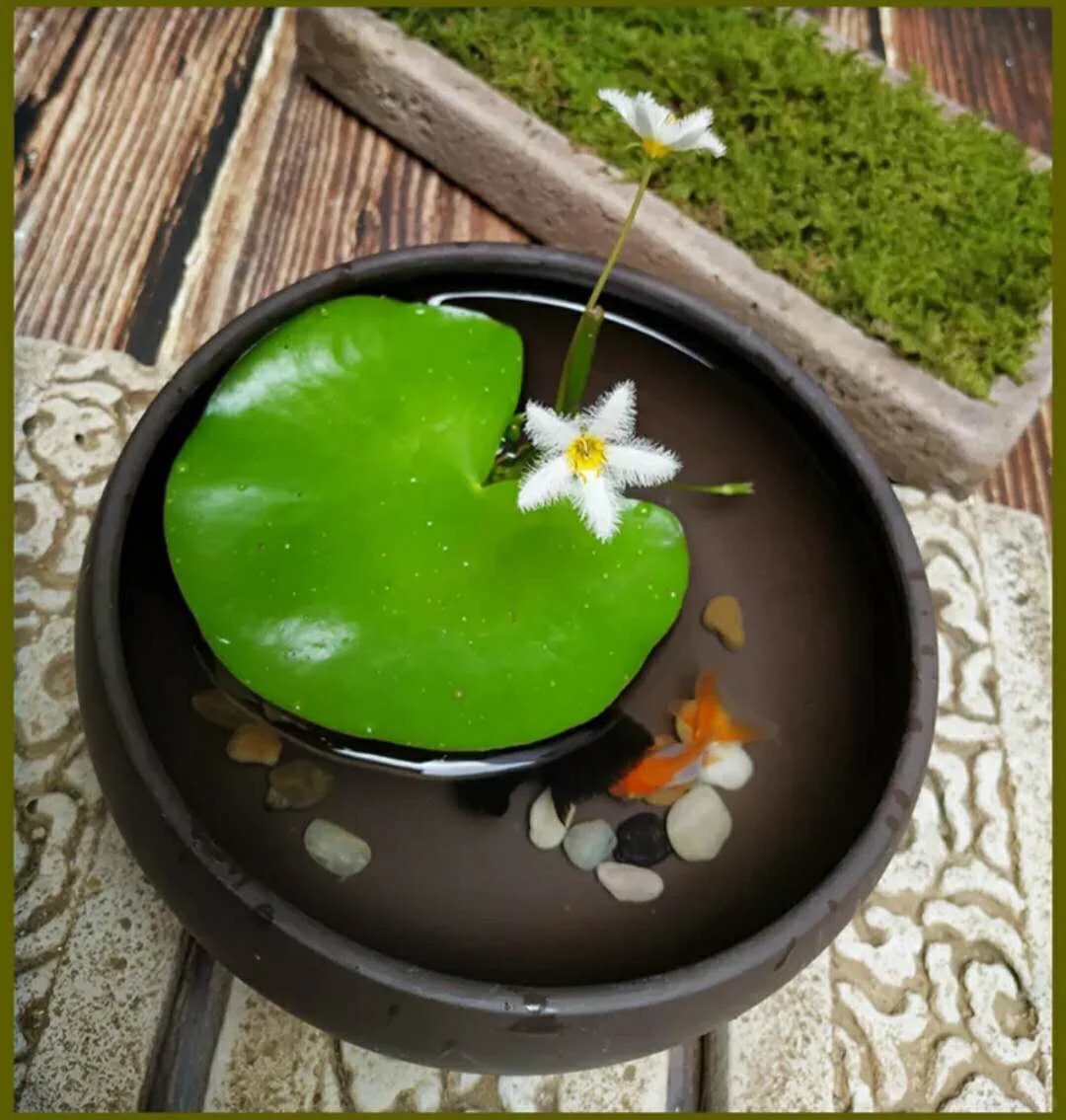 Plantas hidropónicas Copo de Nieve