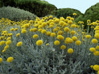 Craspedia flower - 50 Seeds - Non GMO