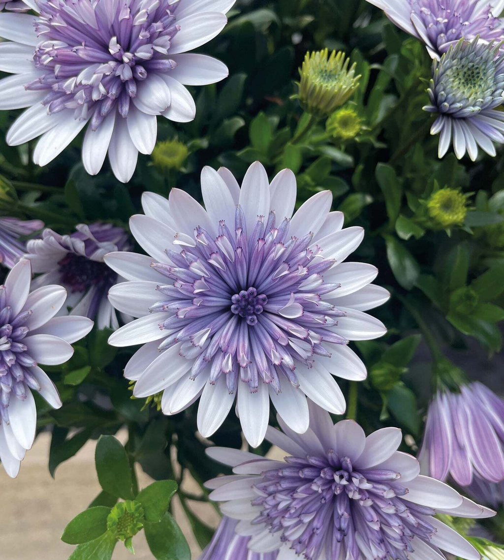 Semillas de caléndula 'Sky Blue Misty Rain'