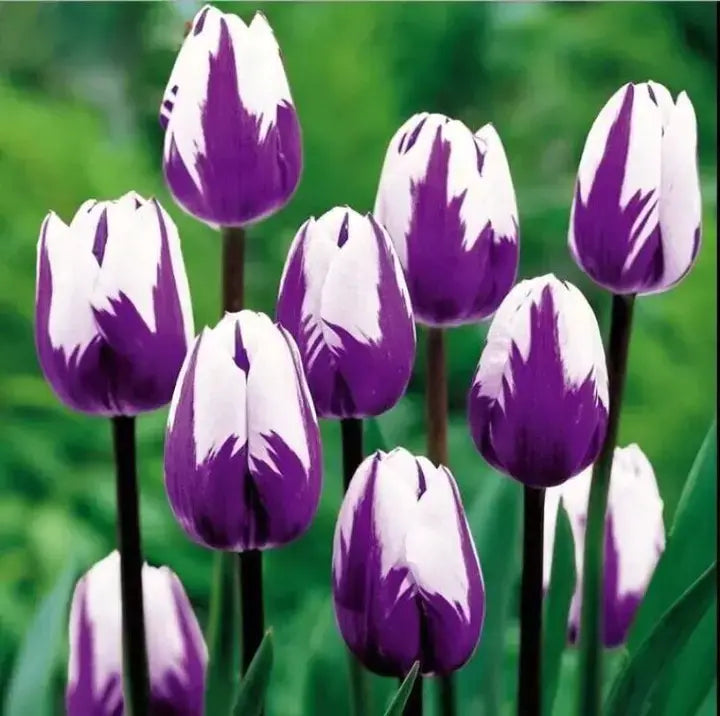 Semillas de tulipán de color raro para bonsái - Morado