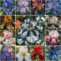 Rare Iris Bulbs⚜️
