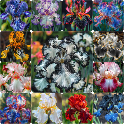 Celestial Frost-Rare Iris Bulbs⚜️
