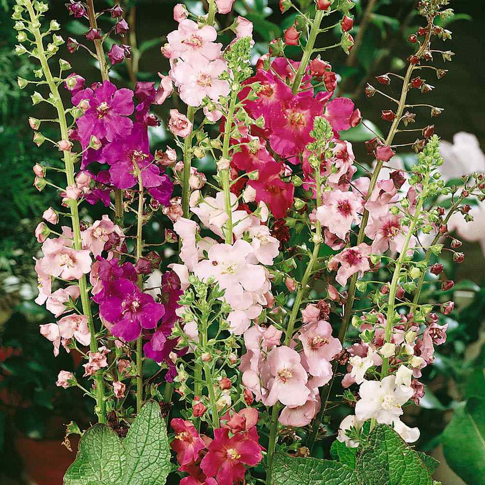 Verbascum Southern Charm Mezclado