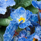 Semillas de prímula "Cebra Azul"