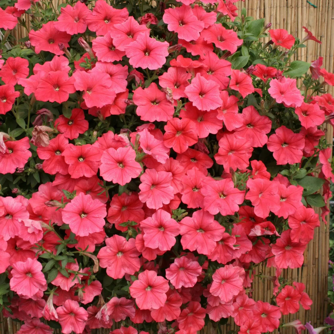 🌸Semillas de petunia