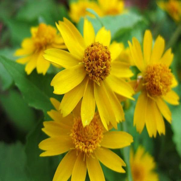 Melampodium paludosum Seeds, Original Package 20pcs Garden bonsai Flower seeds, high temperature resistance