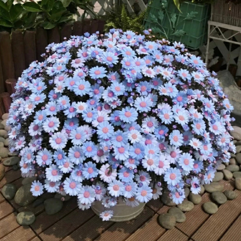 Margarita azul Felicia Amelloides Crisantemo