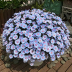 Margarita azul Felicia Amelloides Crisantemo