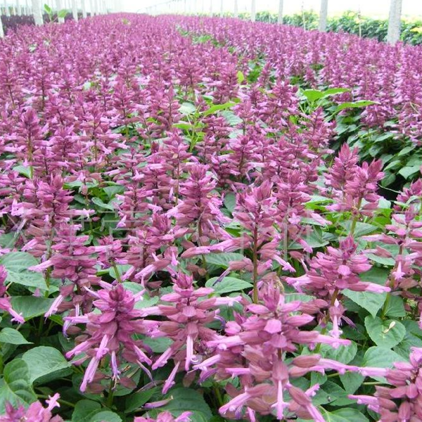 Semillas de flores ornamentales Salvia Splendens