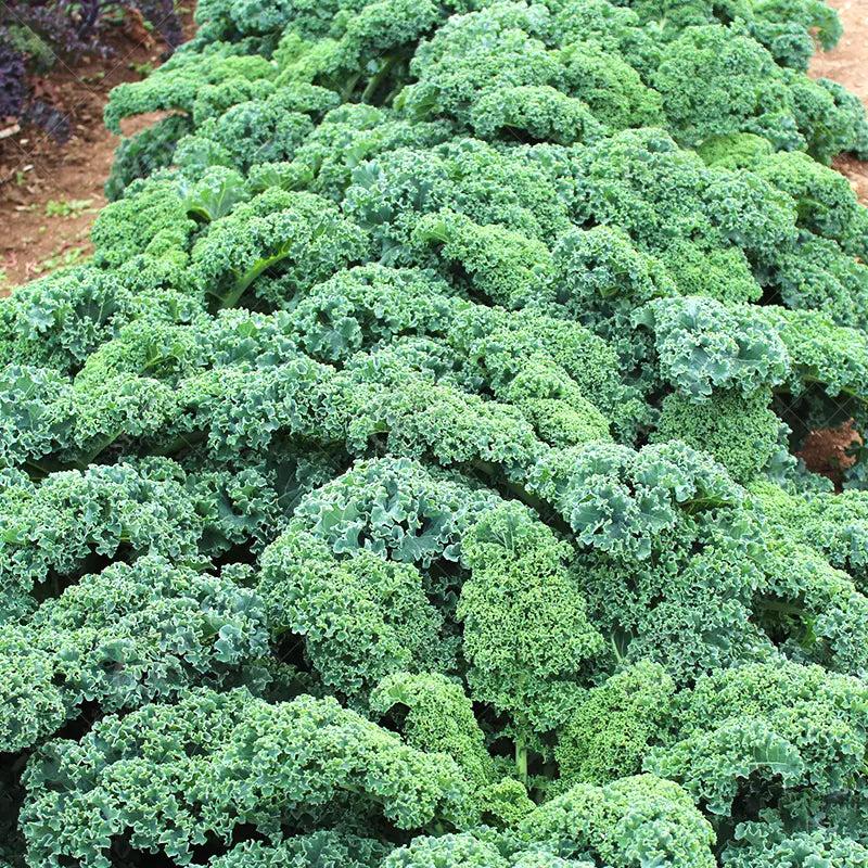 🌈Colorful Kale Seeds