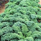 🌈Colorful Kale Seeds