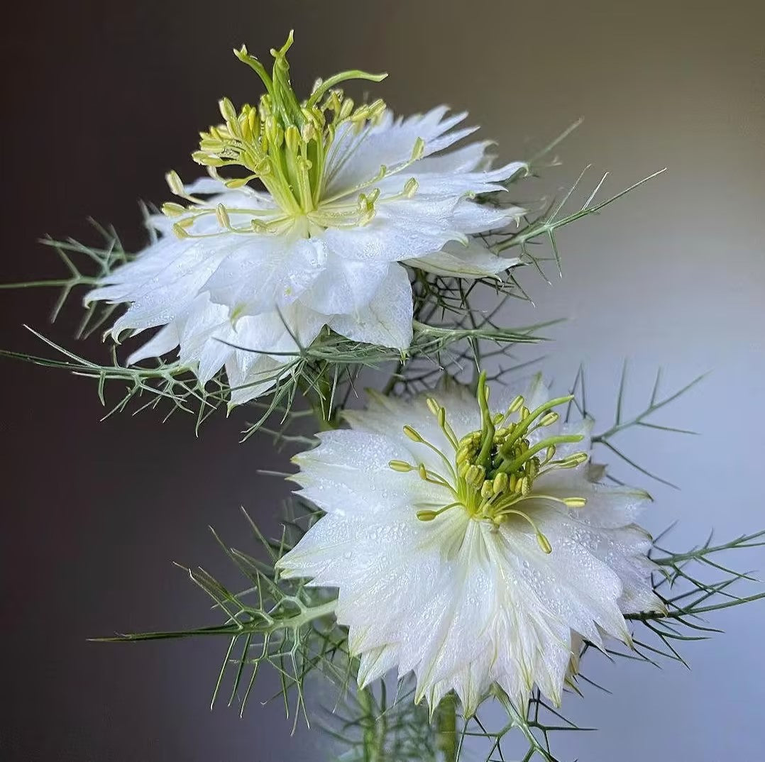 Nigella Sativa-Amor en la Niebla