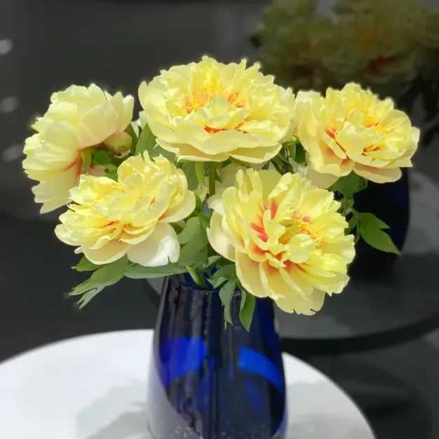🔥ÚLTIMO DÍA 45% DE DESCUENTO🌺LA REINA DE LAS FLORES—PEONÍAS DE PÉTALOS DOBLES