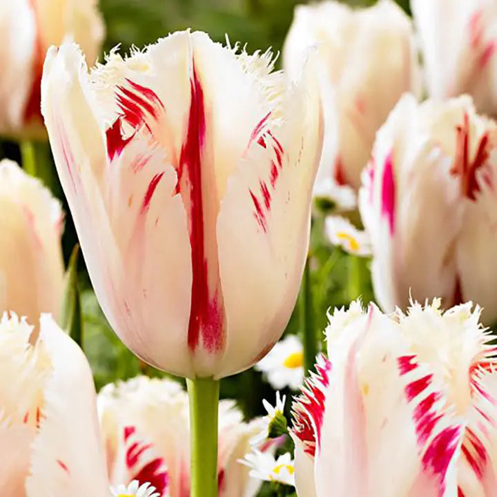 Semillas de tulipán Bonsai de color raro #5