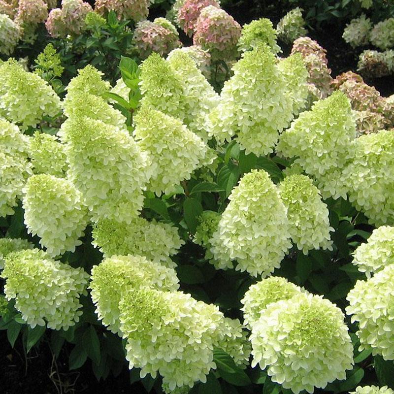 Semillas de flores de hortensia paniculata 💞 Semillas de flores para jardín en casa
