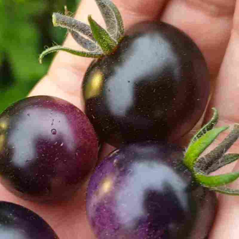 Semillas de tomate cereza Midnight Snack