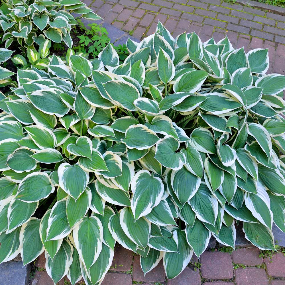 Hosta – La Elegancia Amante de la Sombra para Tu Jardín 🌿✨