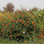 Semillas de flor de Girasol Naranja, Tithonia Speciosa Goldfinger