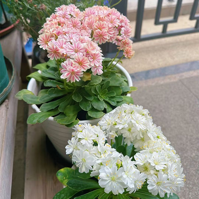 Semillas de flores de Lewisia Cotyledon