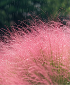 Semillas de pasto muhly rosa