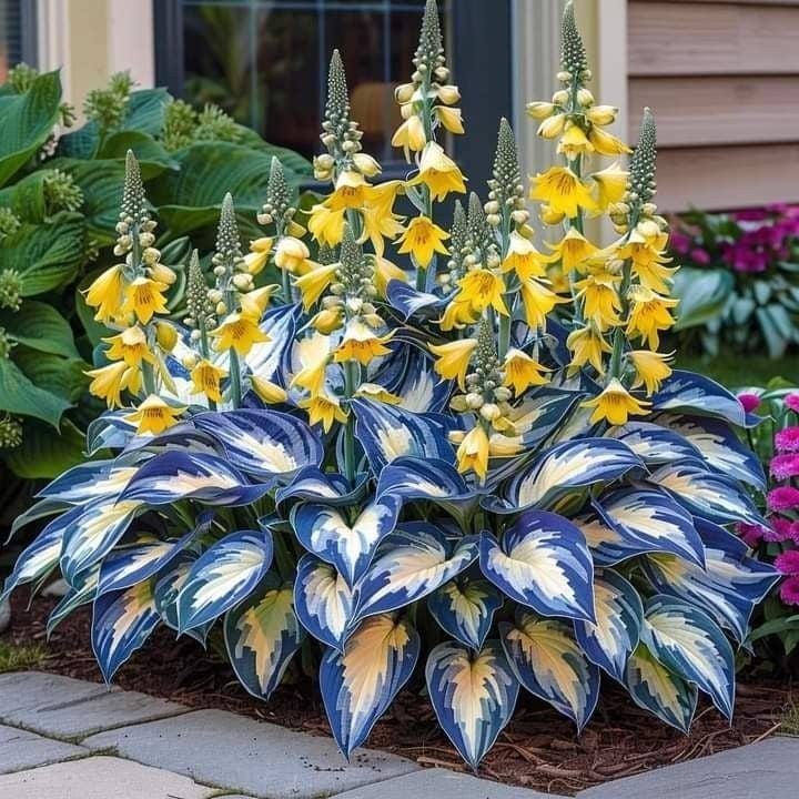 Hosta Magic 🌿Rare Hosta Seeds🌿