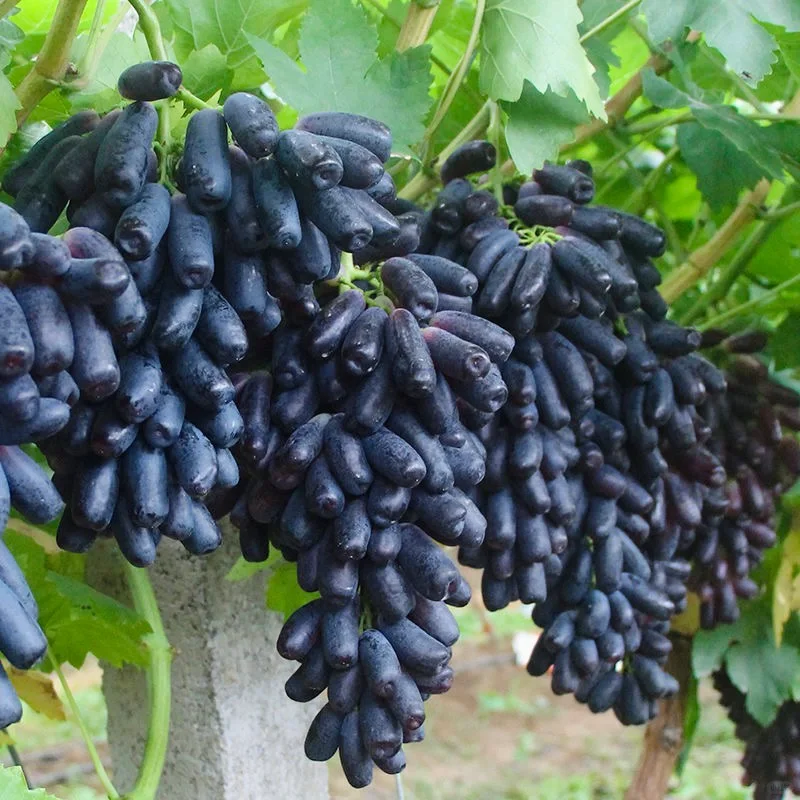 Semillas de uva Sweet Sapphire