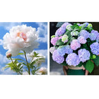 🔥ÚLTIMO DÍA 45% DE DESCUENTO🌺LA REINA DE LAS FLORES—PEONÍAS DE PÉTALOS DOBLES