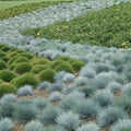 Semillas de Festuca Azul