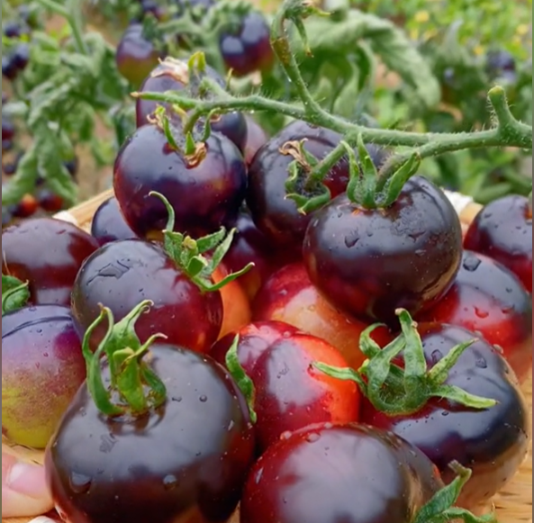 Semillas Raras de Tomate Negro