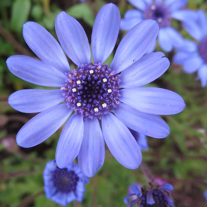 Margarita azul Felicia Amelloides Crisantemo