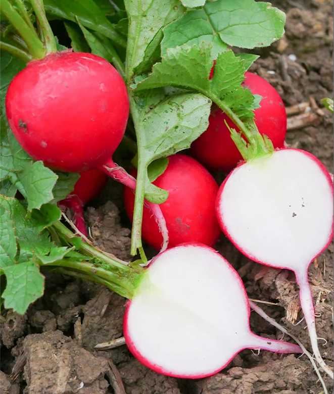 Semillas de rábano de cereza