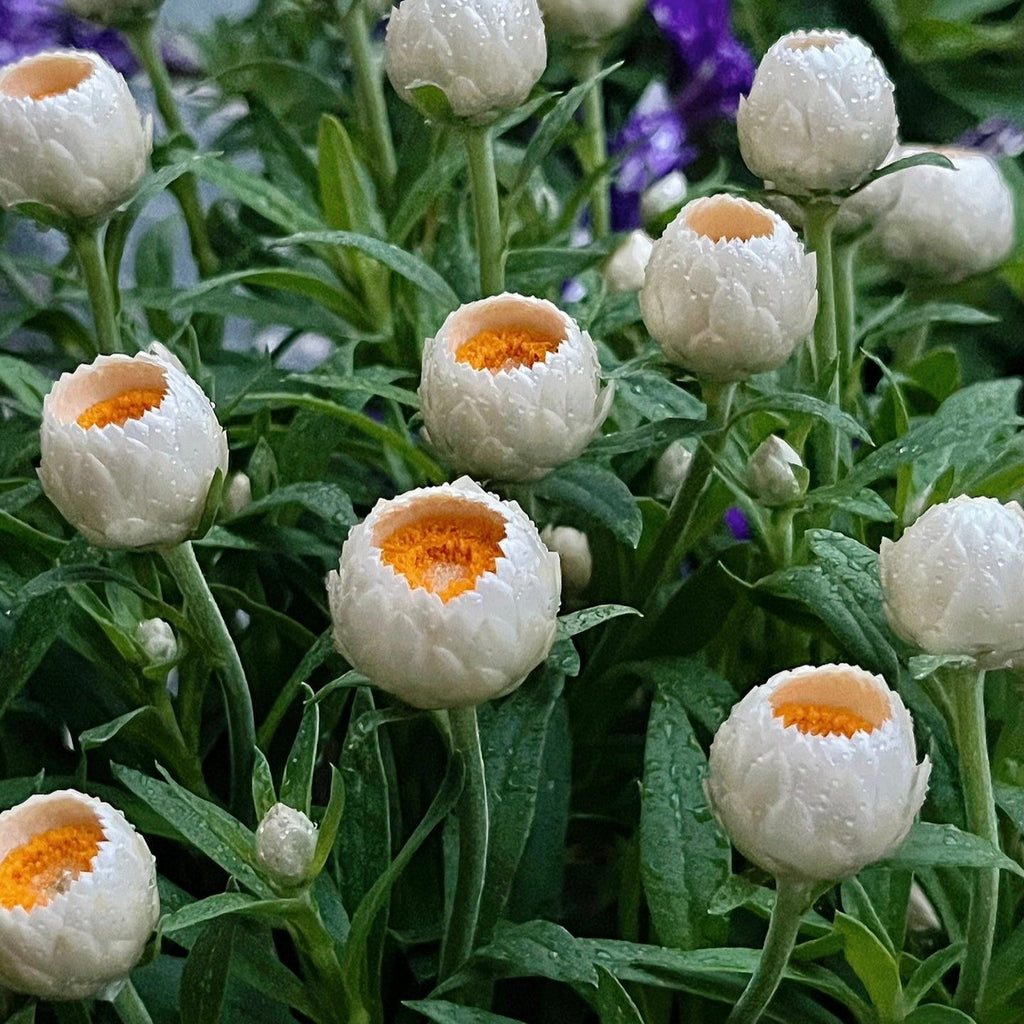 Semillas de Siempreviva Australiana Xerochrysum Bracteatum