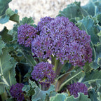 🥦Semillas raras de broccolini