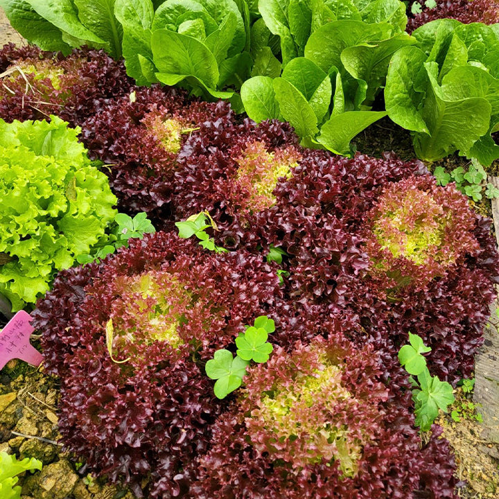 Semillas de lechuga orgánica