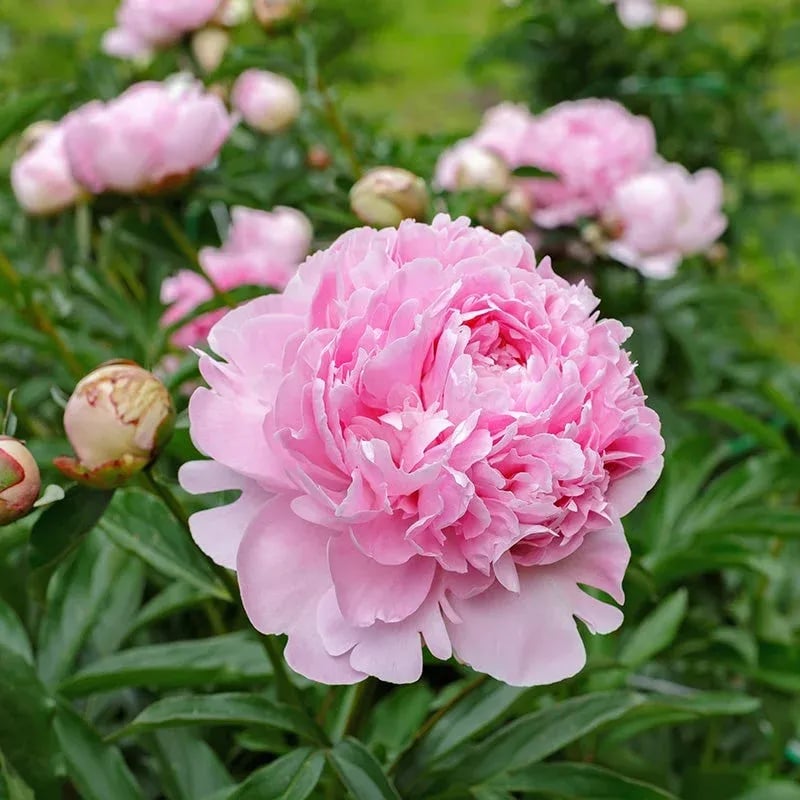 🔥ÚLTIMO DÍA 45% DE DESCUENTO🌺LA REINA DE LAS FLORES—PEONÍAS DE PÉTALOS DOBLES