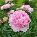 🔥ÚLTIMO DÍA 45% DE DESCUENTO🌺LA REINA DE LAS FLORES—PEONÍAS DE PÉTALOS DOBLES