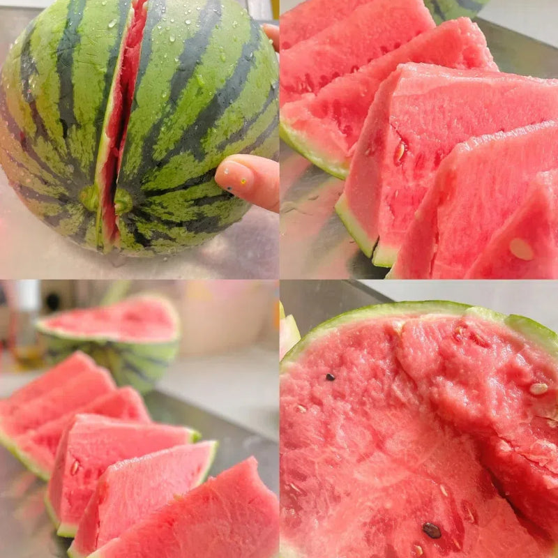 Semillas de sandía en maceta