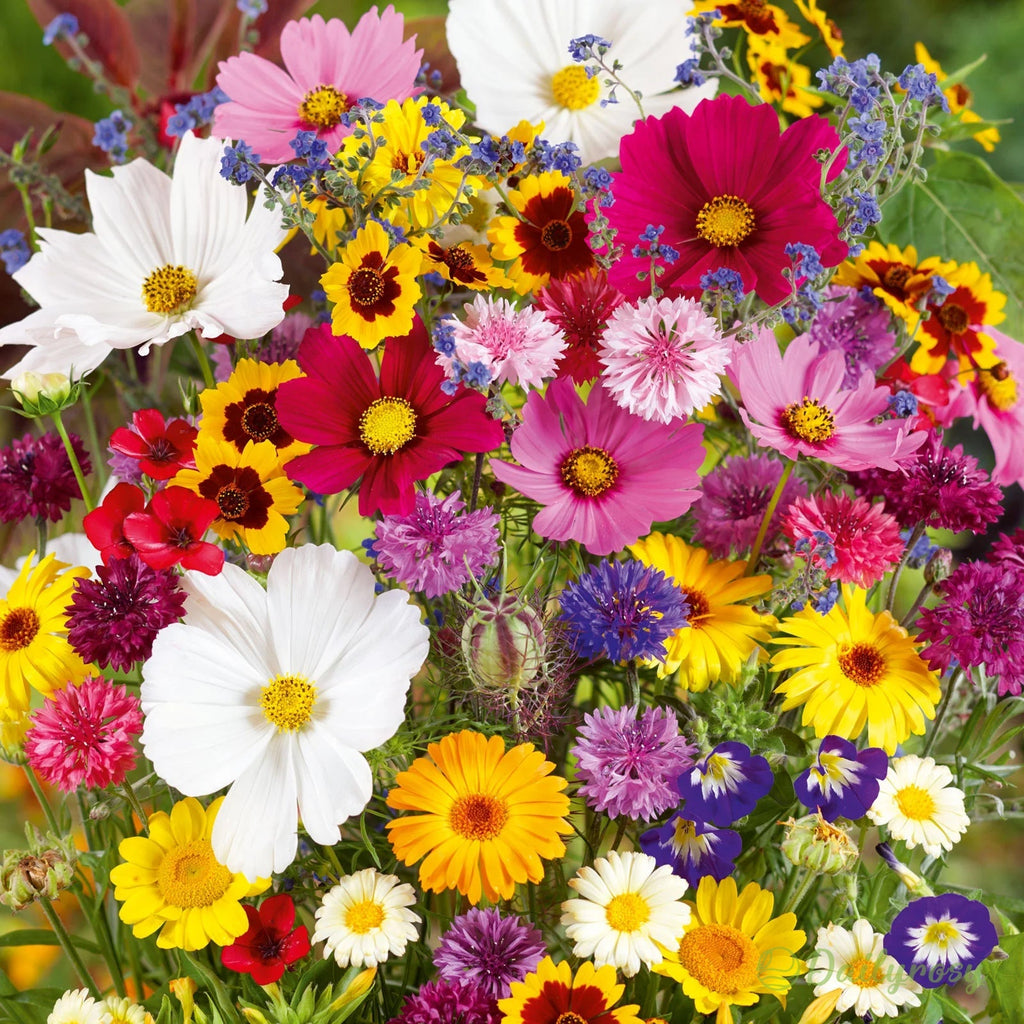 All Perennial Wildflower Seed Mix - Rainbow Garden